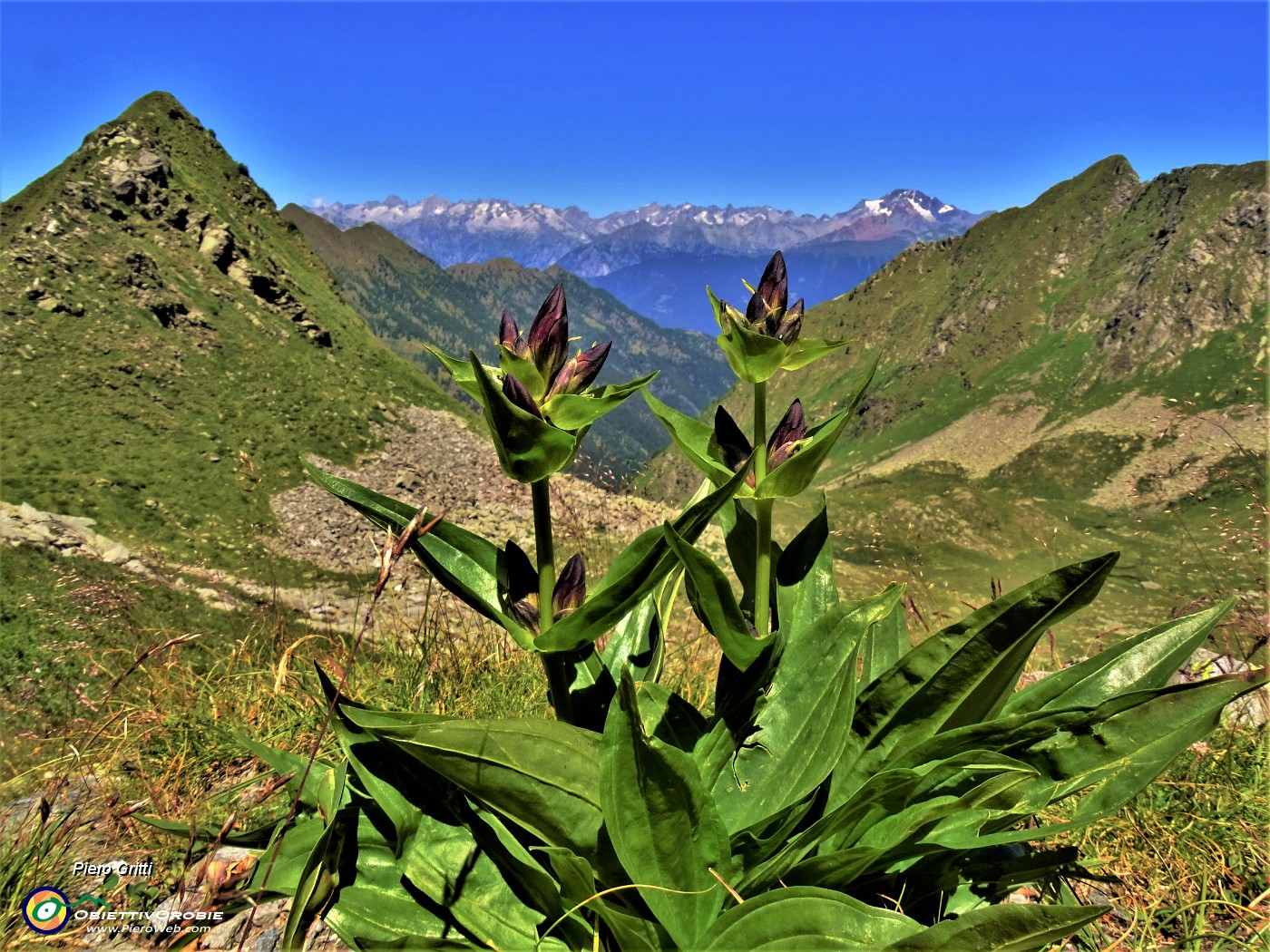 48 Gentiana purpurea (Genziana porporina) alla Bocchetta di Budria con Pizzo del vento a sx e Disgrazia a dx.JPG